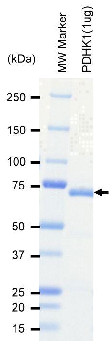 The purity was assessed by SDS-PAGE/CBB staining.